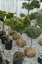 Slender Hinoki Falsecypress (tree form) (Chamaecyparis obtusa 'Gracilis (tree form)') at GardenWorks