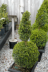 Green Mountain Boxwood (poodle form) (Buxus 'Green Mountain (poodle)') at GardenWorks