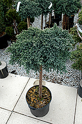 Blue Star Juniper (Juniperus squamata 'Blue Star (tree form)') at GardenWorks