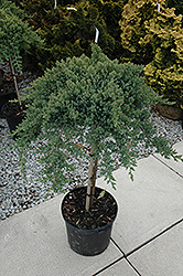Dwarf Japanese garden Juniper (tree form) (Juniperus procumbens 'Nana (tree form)') at GardenWorks