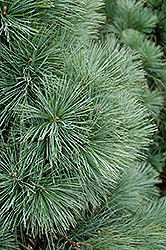 Domingo Limber Pine (Pinus flexilis 'Domingo') at GardenWorks