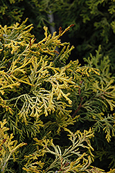 Kamaeni Hiba Hinoki Falsecypress (Chamaecyparis obtusa 'Kamaeni Hiba') at GardenWorks