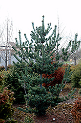 Cleary Japanese White Pine (Pinus parviflora 'Cleary') at GardenWorks