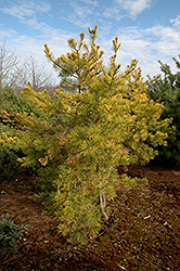 Wate's Golden Scrub Pine (Pinus virginiana 'Wate's Golden') at GardenWorks