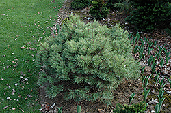 Beacon Hill Scotch Pine (Pinus sylvestris 'Beacon Hill') at GardenWorks