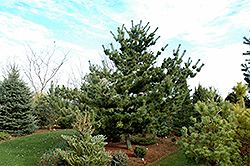 Tempelhof Japanese White Pine (Pinus parviflora 'Tempelhof') at GardenWorks