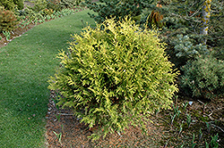 Golden Globe Arborvitae (Thuja occidentalis 'Golden Globe') at GardenWorks