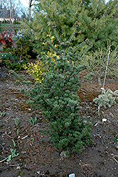 Hillier Japanese White Pine (Pinus parviflora 'Hillier') at GardenWorks