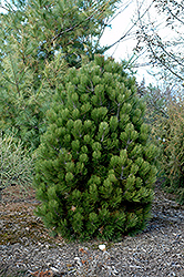 Gnome Bosnian Pine (Pinus heldreichii 'Gnome') at GardenWorks