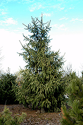 Elegantissima Norway Spruce (Picea abies 'Elegantissima') at GardenWorks