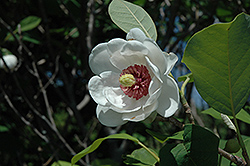 Oyama Magnolia (Magnolia sieboldii) at GardenWorks