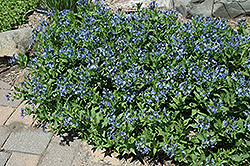 Blue Ice Star Flower (Amsonia tabernaemontana 'Blue Ice') at GardenWorks