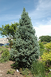 Upright Colorado Spruce (Picea pungens 'Fastigiata') at GardenWorks