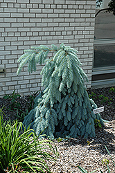 Slenderina Weeping Blue Spruce (Picea pungens 'Glauca Slenderina Pendula') at GardenWorks