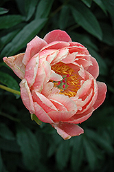 Coral Charm Peony (Paeonia 'Coral Charm') at GardenWorks