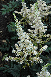 Visions in White Chinese Astilbe (Astilbe chinensis 'Visions in White') at GardenWorks