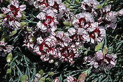 Coconut Punch Pinks (Dianthus 'Coconut Punch') at GardenWorks