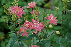 Clematis-Flowered Columbine (Aquilegia vulgaris 'Clementine Salmon Rose') at GardenWorks