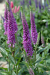 Purpleicious Speedwell (Veronica 'Purpleicious') at GardenWorks