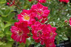 Crimson Meidiland Rose (Rosa 'Meizerbil') at GardenWorks