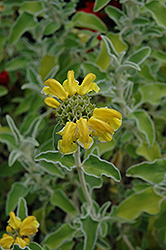 Jerusalem Sage (Phlomis fruticosa) at GardenWorks