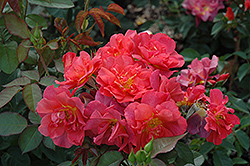 Cinco de Mayo Rose (Rosa 'Cinco de Mayo') at GardenWorks