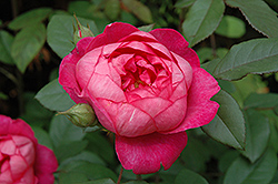 Benjamin Britten Rose (Rosa 'Benjamin Britten') at GardenWorks