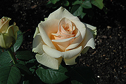 Marilyn Monroe Rose (Rosa 'Marilyn Monroe') at GardenWorks