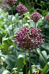 Firmament Allium (Allium 'Firmament') at GardenWorks