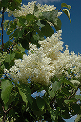 Ivory Silk Tree Lilac (tree form) (Syringa reticulata 'Ivory Silk (tree form)') at GardenWorks