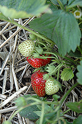 Quinault Strawberry (Fragaria 'Quinault') at GardenWorks