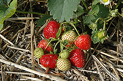 Everbearing Strawberry (Fragaria 'Everbearing') at GardenWorks