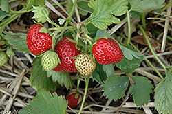 June-Bearing Strawberry (Fragaria 'June-Bearing') at GardenWorks