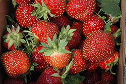 Allstar Strawberry (Fragaria 'Allstar') at GardenWorks
