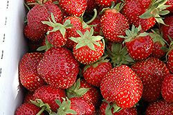 Seascape Strawberry (Fragaria 'Seascape') at GardenWorks