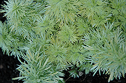 Ever Goldy Artemesia (Artemisia schmidtiana 'Ever Goldy') at GardenWorks