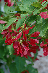 Hot Wings Tatarian Maple (Acer tataricum 'GarAnn') at GardenWorks