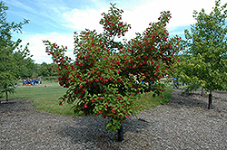 Hot Wings Tatarian Maple (Acer tataricum 'GarAnn') at GardenWorks