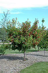 Ruby Slippers Amur Maple (Acer ginnala 'Ruby Slippers') at GardenWorks