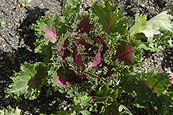 Glamour Red Kale (Brassica oleracea var. acephala 'Glamour Red') at GardenWorks