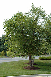 River Birch (clump) (Betula nigra '(clump)') at GardenWorks