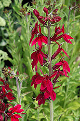 Compliment Deep Red Lobelia (Lobelia 'Compliment Deep Red') at GardenWorks