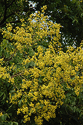 Golden Rain Tree (Koelreuteria paniculata) at GardenWorks