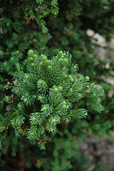 Black Dragon Japanese Cedar (Cryptomeria japonica 'Black Dragon') at GardenWorks