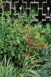 Gloriosa Lily (Gloriosa superba) at GardenWorks