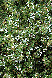 Winter Savory (Satureja montana) at GardenWorks