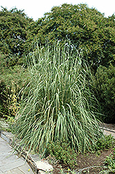 Ravenna Grass (Erianthus ravennae) at GardenWorks