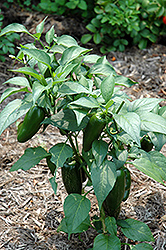 Jalapeno Pepper (Capsicum annuum 'Jalapeno') at GardenWorks