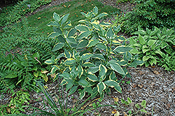 Lemon Wave Hydrangea (Hydrangea macrophylla 'Lemon Wave') at GardenWorks
