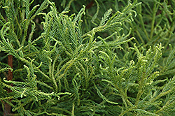 Spiraliter Falcata Japanese Cedar (Cryptomeria japonica 'Spiraliter Falcata') at GardenWorks